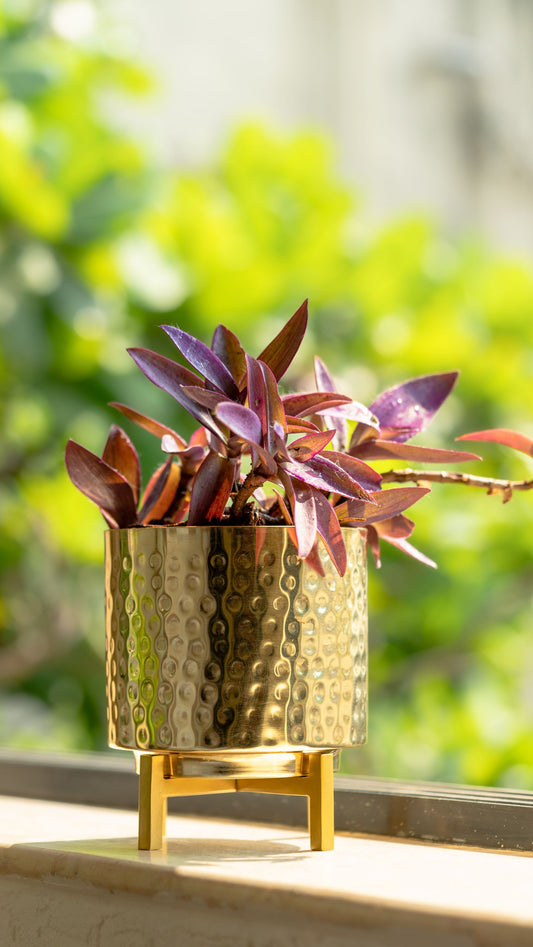 The Pitara Project Planter Gold Hammer with Gold Stand